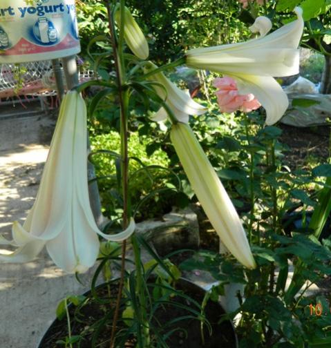 Name:  Resim 024.jpg
Views: 868
Size:  50.7 KB