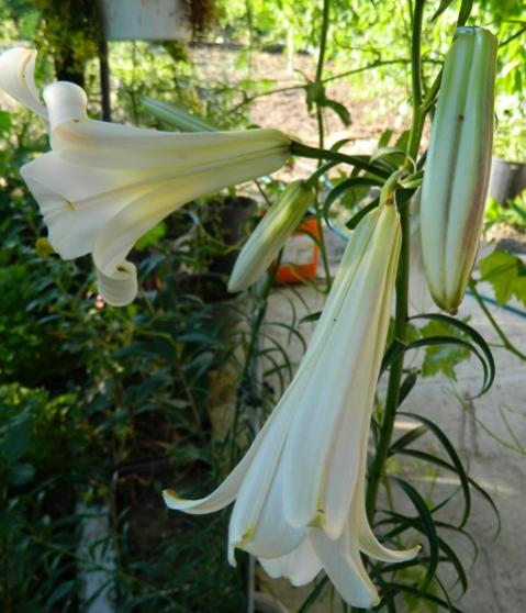 Name:  Resim 027.jpg
Views: 853
Size:  44.3 KB