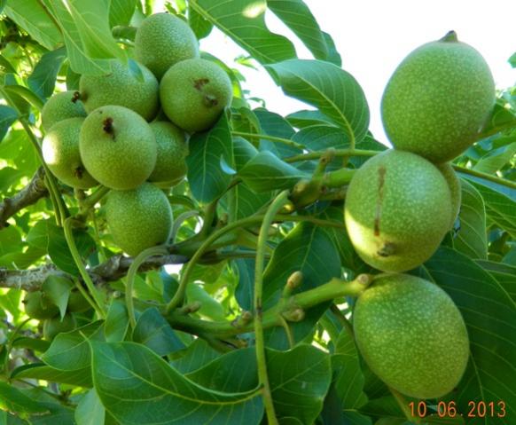 Name:  Resim 034.jpg
Views: 851
Size:  48.0 KB