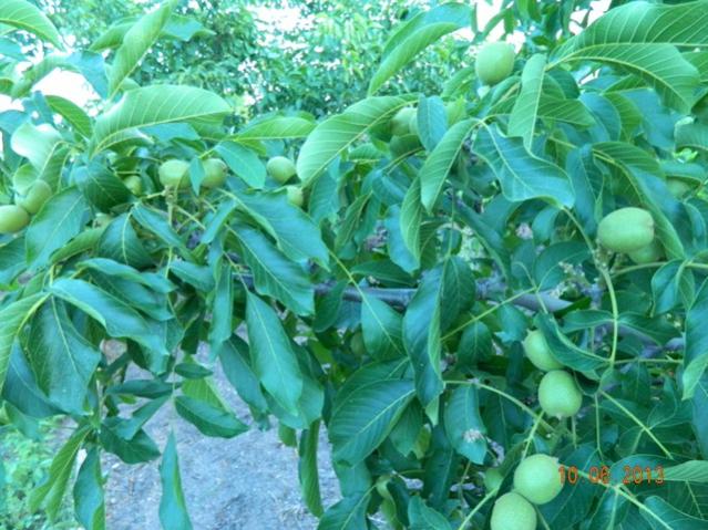 Name:  Resim 063.jpg
Views: 835
Size:  64.4 KB