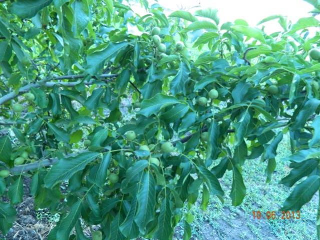 Name:  Resim 064.jpg
Views: 869
Size:  68.3 KB