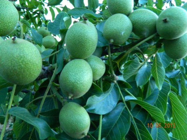 Name:  Resim 068.jpg
Views: 1263
Size:  53.5 KB