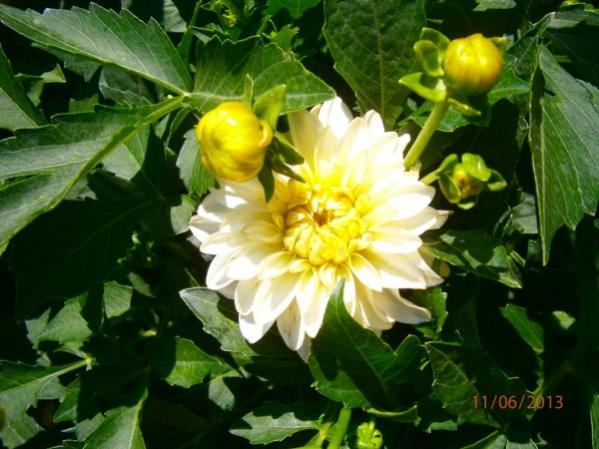 Name:  dahlia3(600 x 450).jpg
Views: 924
Size:  46.4 KB