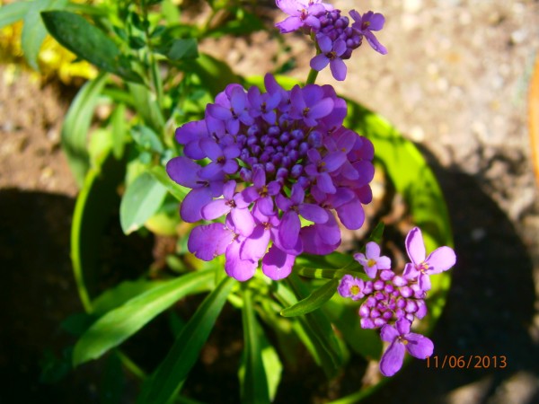 Name:  iberis (600 x 450).jpg
Views: 897
Size:  66.5 KB
