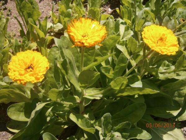 Name:  katmerli aynsefa (600 x 450).jpg
Views: 1028
Size:  51.1 KB