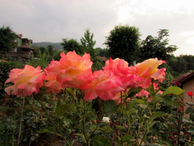 Name:  IMG_5985.jpg
Views: 471
Size:  48.1 KB