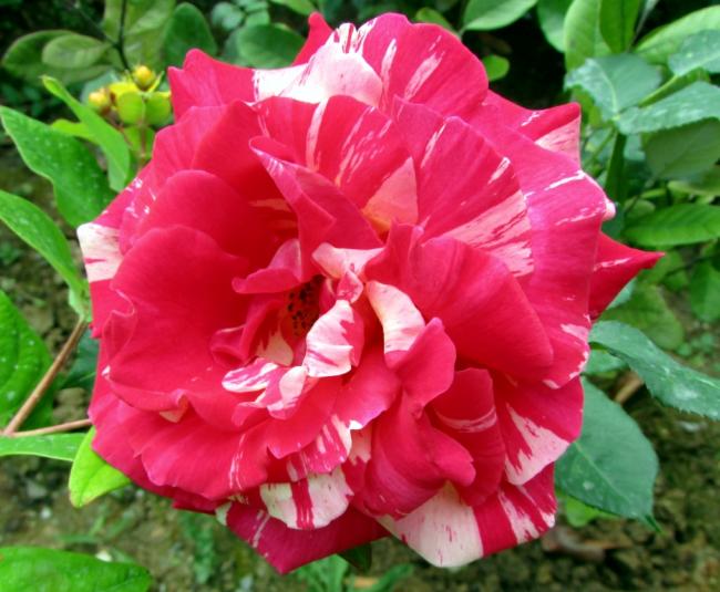 Name:  IMG_6492.jpg
Views: 476
Size:  53.3 KB