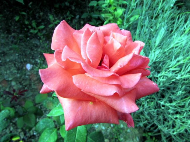 Name:  IMG_6504.jpg
Views: 511
Size:  53.2 KB