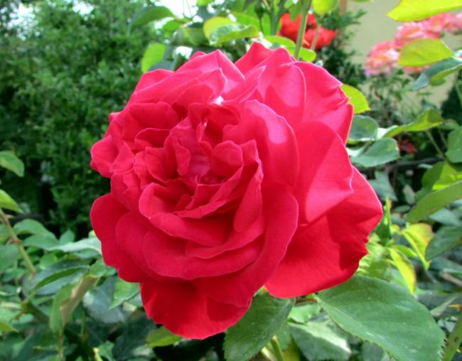 Name:  IMG_6509.jpg
Views: 531
Size:  48.9 KB