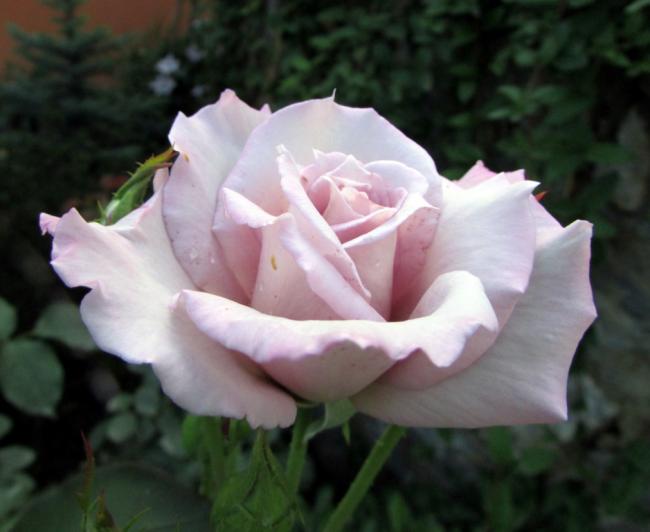 Name:  IMG_6517.jpg
Views: 571
Size:  32.9 KB