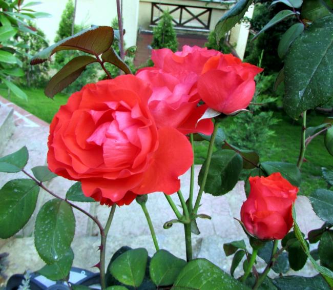 Name:  IMG_6526.jpg
Views: 489
Size:  63.3 KB