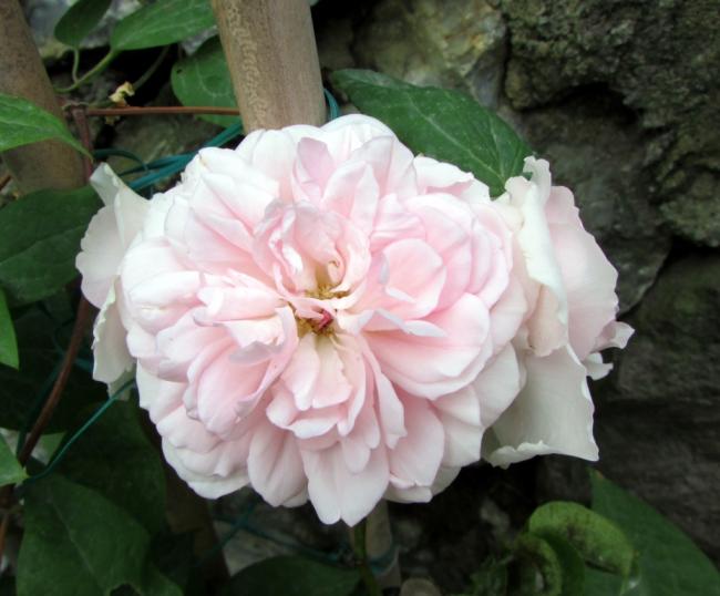 Name:  IMG_6369.jpg
Views: 542
Size:  41.0 KB