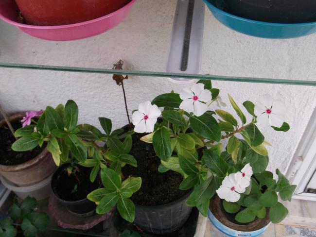 Name:  DSCF3167.jpg
Views: 572
Size:  44.1 KB