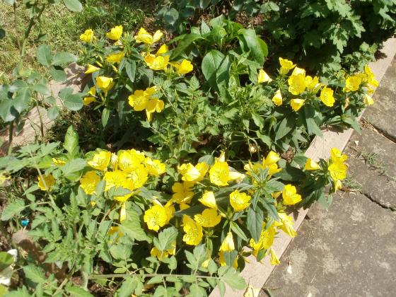 Name:  P1010117a.jpg
Views: 410
Size:  72.3 KB