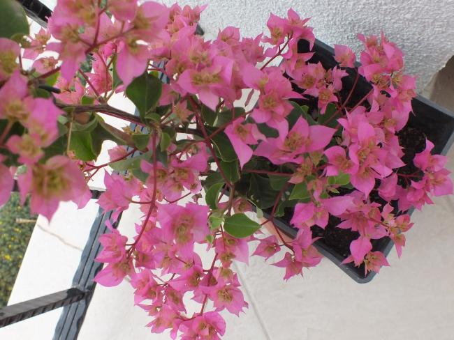 Name:  DSCF1114.jpg
Views: 748
Size:  57.7 KB