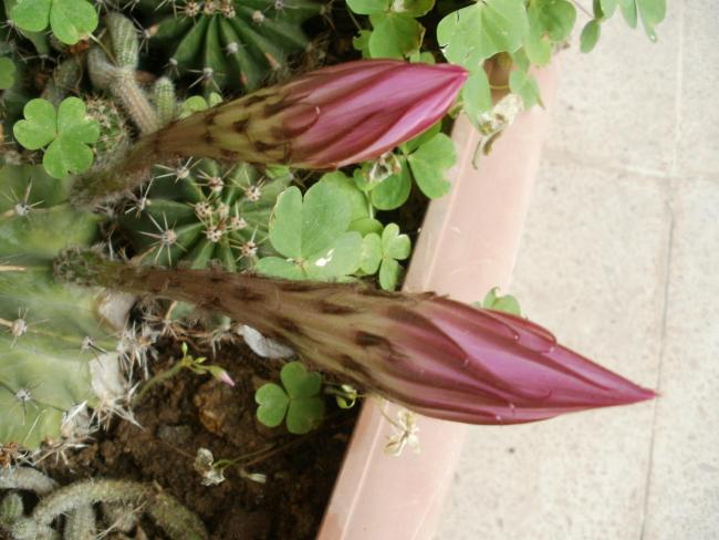 Name:  P1010167a.jpg
Views: 353
Size:  47.4 KB