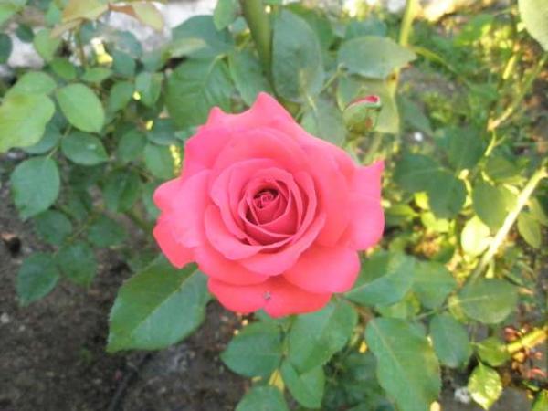 Name:  yeni resimler 289.jpg
Views: 1599
Size:  37.0 KB