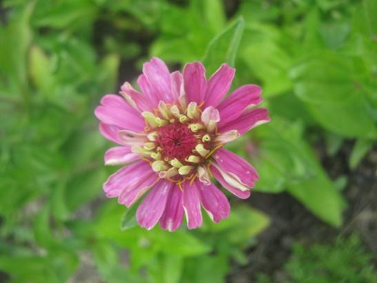 Name:  zinnia.jpg
Views: 1450
Size:  25.0 KB