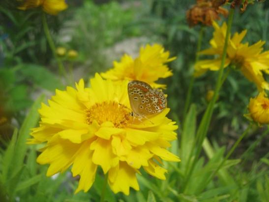 Name:  coreopsis ve kelebek.jpg
Views: 1367
Size:  27.6 KB