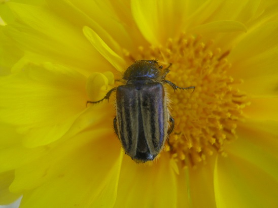 Name:  coreopsis ve bcek.jpg
Views: 1394
Size:  57.5 KB