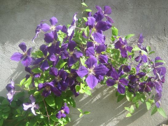 Name:  clematis j..jpg
Views: 1395
Size:  48.9 KB