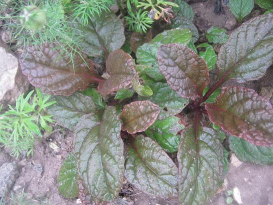 Name:  ajuga.jpg
Views: 1436
Size:  46.6 KB