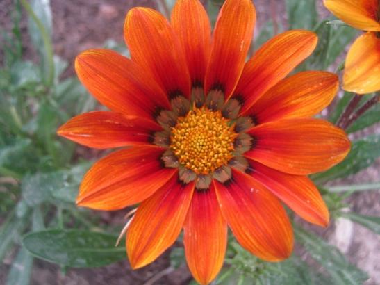 Name:  gazanya1.jpg
Views: 1455
Size:  33.3 KB