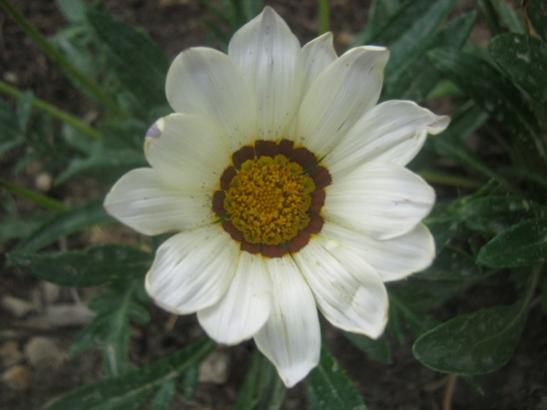 Name:  gazanya2.jpg
Views: 1437
Size:  24.3 KB
