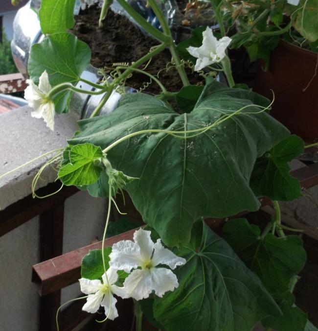 Name:  DSCF3222.jpg
Views: 762
Size:  59.3 KB