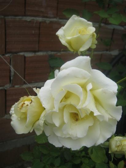 Name:  gl.jpg
Views: 1107
Size:  22.9 KB