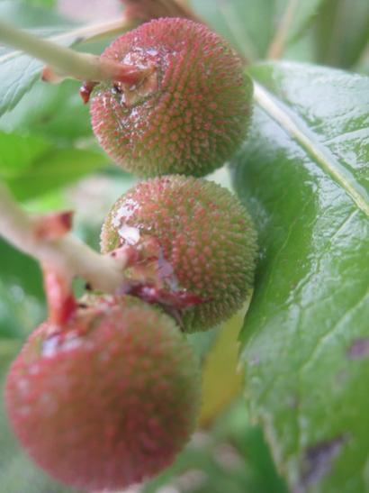 Name:  kocayemi.jpg
Views: 1207
Size:  26.9 KB