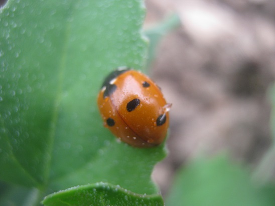 Name:  uur bcei.jpg
Views: 1434
Size:  54.0 KB