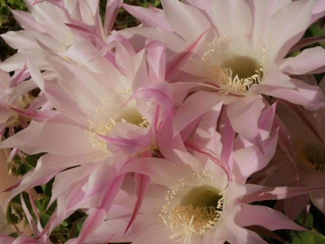 Name:  P1010008a.jpg
Views: 418
Size:  37.7 KB