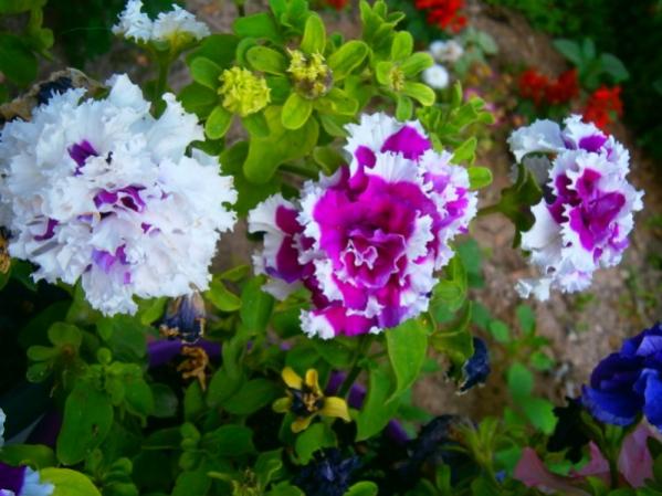 Name:  petunya(600 x 450).jpg
Views: 885
Size:  46.2 KB