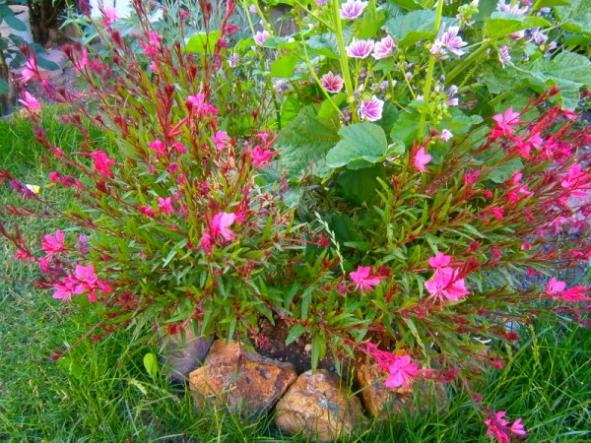 Name:  gaura (600 x 450).jpg
Views: 902
Size:  70.0 KB