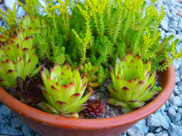 Name:  sempervivum(600 x 450).jpg
Views: 890
Size:  56.8 KB