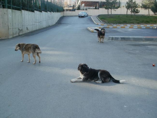 Name:  P3100002cb.JPG
Views: 966
Size:  37.7 KB