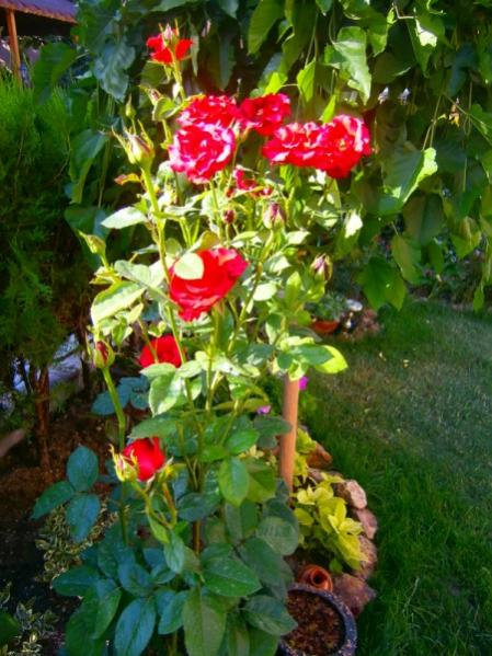 Name:  krmz(450 x 600).jpg
Views: 919
Size:  57.8 KB