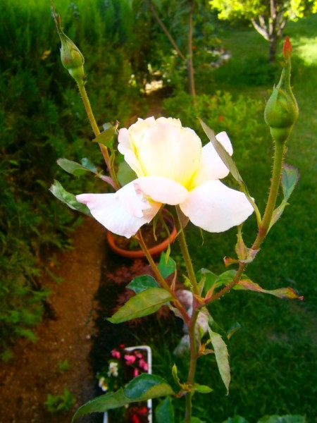 Name:  sargl (450 x 600).jpg
Views: 985
Size:  68.4 KB