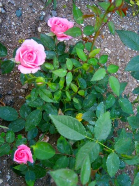 Name:  minyatr (450 x 600).jpg
Views: 941
Size:  52.9 KB