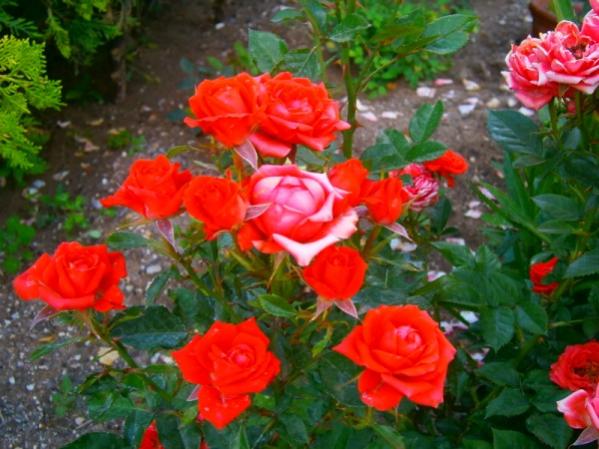 Name:  minyatr2(600 x 450).jpg
Views: 918
Size:  49.7 KB