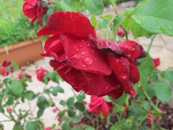 Name:  IMG_2211 (600 x 450).jpg
Views: 1653
Size:  63.3 KB