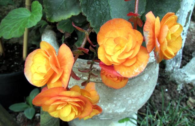 Name:  IMG_6167.jpg
Views: 398
Size:  45.1 KB