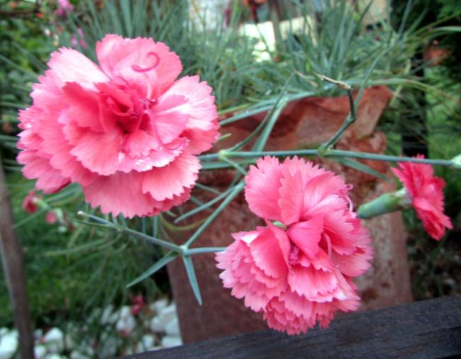 Name:  IMG_6267.jpg
Views: 387
Size:  49.8 KB