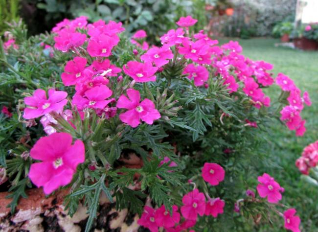 Name:  IMG_6270.jpg
Views: 416
Size:  58.8 KB