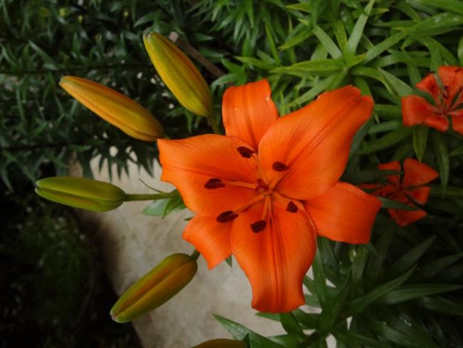 Name:  lilii.jpg
Views: 973
Size:  39.2 KB