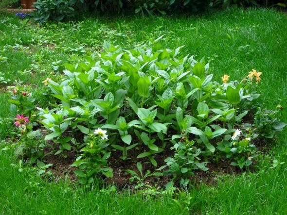 Name:  zinnia.jpg
Views: 953
Size:  71.7 KB