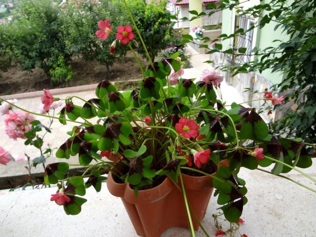 Name:  oxalis.jpg
Views: 707
Size:  70.5 KB