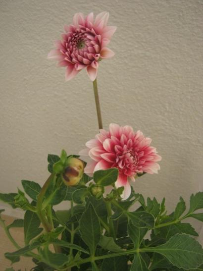 Name:  dahlia.jpg
Views: 997
Size:  27.3 KB