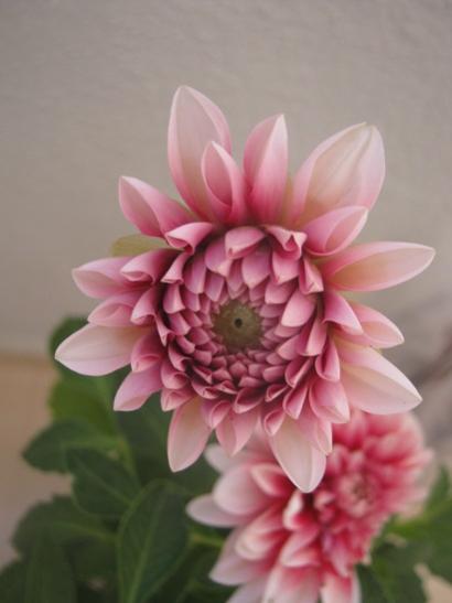 Name:  dahlia1.jpg
Views: 1019
Size:  21.9 KB